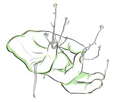 New-born Spring by Isabel Boo